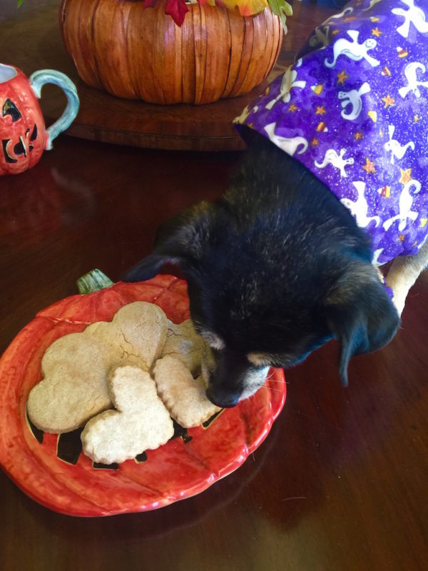 pumpkin-dog-treats-mom-style-lab